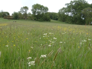 Drybank Meadow