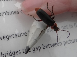 A soldier beetle