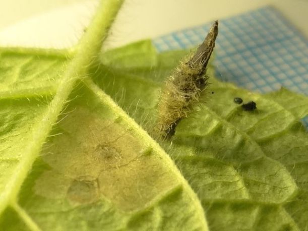 Woundwort Case-bearer moth's larval case