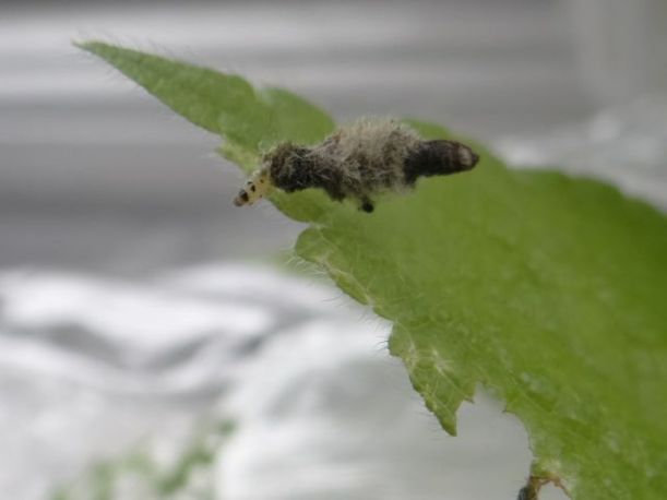 Woundwort case-bearer moth larva