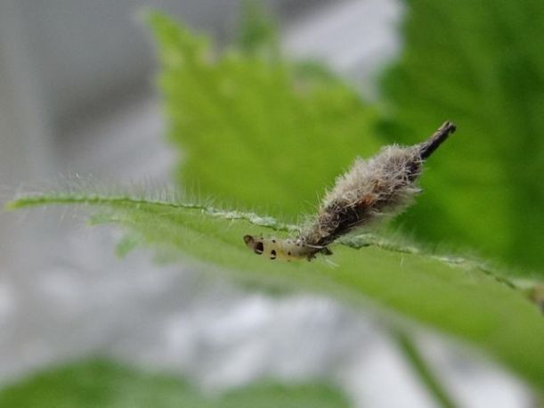 Woundwort case-bearer moth larva