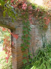 Archway draped in Virginia creeper