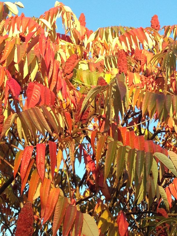 Stag's-horn sumach (Rhus typhina) in its autumn glory