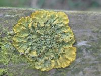 Yellow lichen