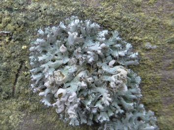 Grey lichen