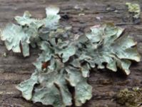Grey lichen